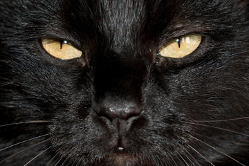 Close-up image of black cat's muzzle