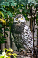 Nice colored owl sit on branch 