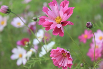 Obraz premium pink flowers in the garden