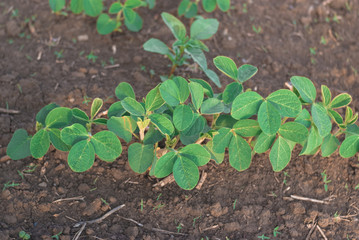 Shoots of green beans sprouts on field close up