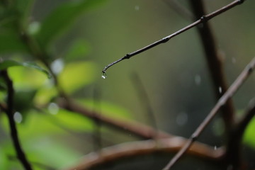 Water dripping from branch of a tree