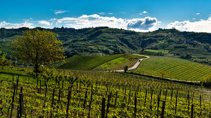 Fototapeta na wymiar View of the hills and vineyards of the Langhe in the middle of a asphalted road crossed by a car