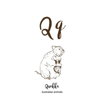 Quokka, A to z, alphabet sketch australian animals drawing vector illustration. Vintage hand drawn with lettering. Ready for print. Letter Q for quokka. ABC.