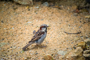 House sparrow looking for food