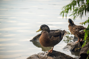 Wild Duck resting on rock near pond