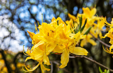 Fototapeta premium Cluster of golden yellow azalea flowers close-up.