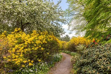 Narrow path through a kaleidoscope of flowering shrubs and trees in a park at springtime.
