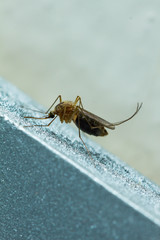 mosquito closeup on metallic surface