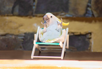 cacatua galerita tomando sol en una amaca 