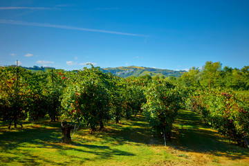 wonderful vineyard of Lambrusco Grasparossa, made in the province of Modena ITALY in the hills of Castel Vetro / Levizzano, where the famous Lambrusco Grasparossa is produced