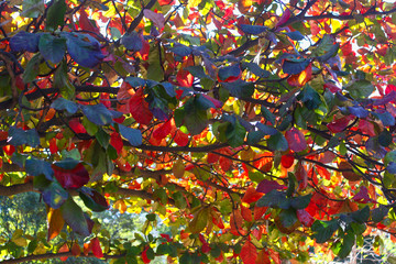 La belleza multicolor  de las hojas del arbol son un hermoso fondo en cualquier diseño o  evento