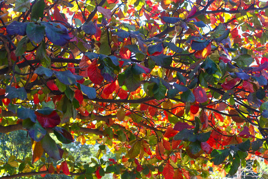 La belleza multicolor  de las hojas del arbol son un hermoso fondo en cualquier dise&ntilde;o o  evento