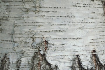Bark background. Birch bark close-up