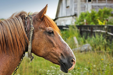 Beautiful horse in the garden. Horse close up