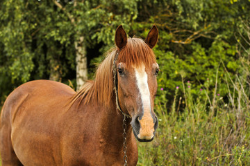 Obraz premium Beautiful horse in the garden. Horse close up