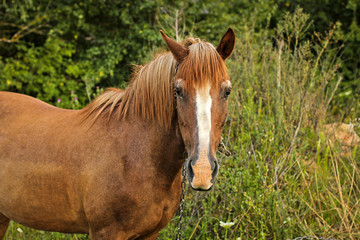 Naklejka na ściany i meble Beautiful horse in the garden. Horse close up