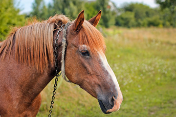 Beautiful horse in the garden. Horse close up