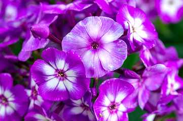 Fototapeta na wymiar blooming purple Phlox, macro photo, green background, beautiful background image for any interior or Wallpapers