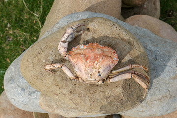 Crab on the beach
