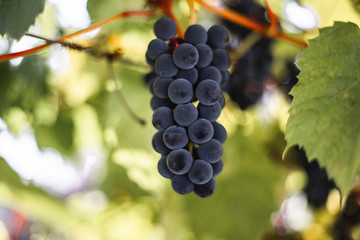 Grapes