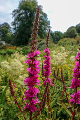 Obraz premium Purple flowers in the garden
