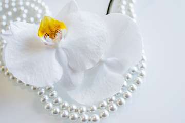 Fototapeta na wymiar pearl and white orchid on a white glas 