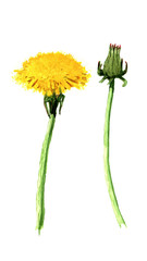 two watercolor dandelions isolated yellow green