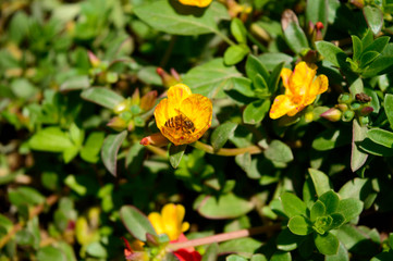 YOGYAKARTA - Harmony of bees and yellow flowers mutually beneficial