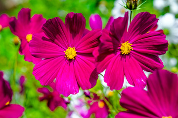 kosmeya purple shot close-up on a green background 