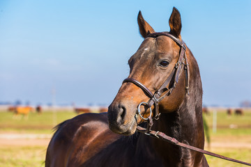 Fototapeta premium caballo