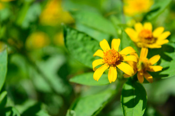 Melampodium yellow ornamental plants that are in bloom