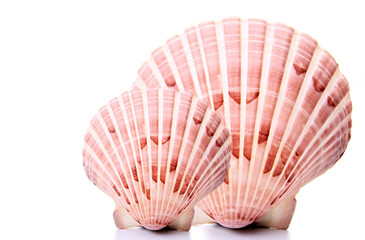 stock image of a seashells no people stock photo