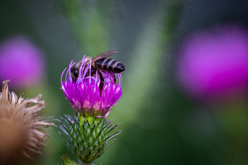 Macro shot of bumblebee on a purple thistle collecting pollen