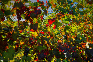 Autumn vine leaves, made in the province of Modena ITALY in the hills of Castel Vetro / Levizzano, where the famous Lambrusco Grasparossa is produced