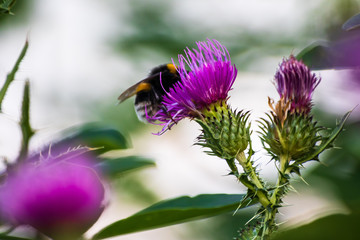Macro shot of bumblebee on a purple thistle collecting pollen