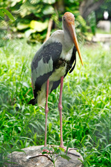 large stork resting inside a thailand zoo