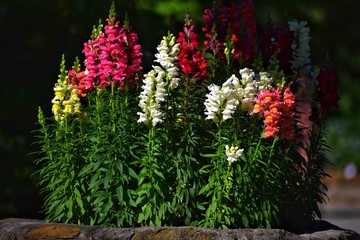 Obraz premium Colorful flowers in the park