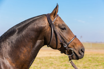 caballo