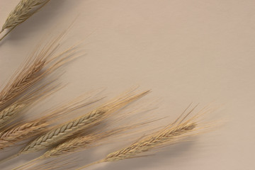 Wheat sprouts on white background. Top view, flat lay