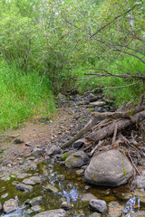 Naklejka na ściany i meble stream in a lush forest