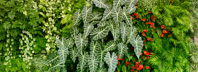 Wall with tropical plants. Nature green background. © Liliia