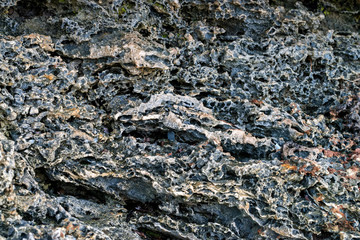 Close up littoral zone bottom in Zanzibar