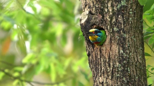 Slow Motion of a bird Taiwan Barbet inside the hole nest on the tree at Taipei Daan Forest Park. Muller's Barbet is a colorful bird. Megalaima nuchalis is a species endemic to Taiwan.-Dan