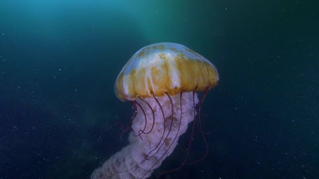 Close-Up: A Large Jellyfish Moving its Body and Tentacles Around - Monterey, CA