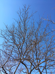 dry brown branches on trees against the sky in the autumn and winter season