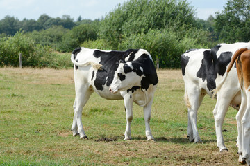 Naklejka na ściany i meble several cows standing on pasture