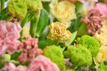 Withering bouquet with wilted carnations and green chrysanthemums with selective focus and blurred petals on front. Fading bouquet of flowers with pink and green flowers. Dying bouquet of flower