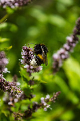 Blooming mint and bumblebee close-up