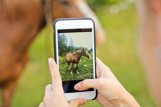 A girl takes pictures on the phone. Beautiful horse in the garden.