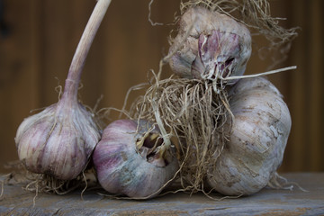 Fresh garlic head close-up on neutral background